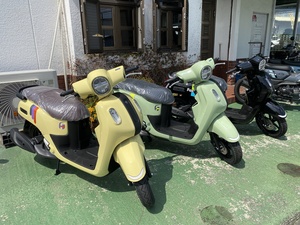 Fazzio入荷しました