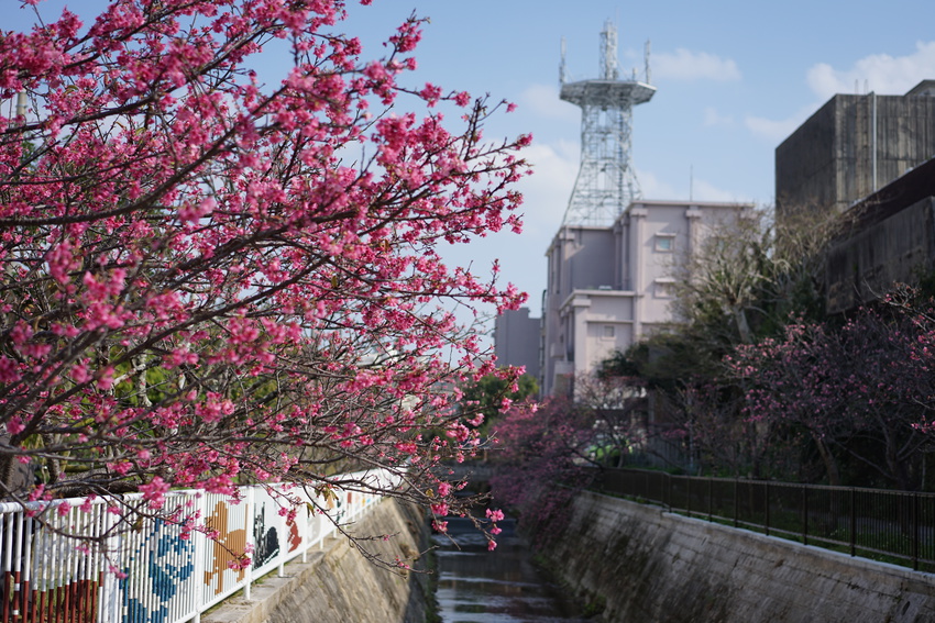 おきなわチョイスvol.2 与儀公園寒緋桜