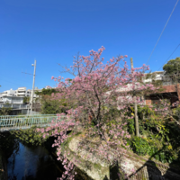 琉球散歩vol.38　首里の寒緋桜