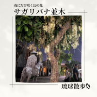 琉球散歩vol.53　サガリバナ並木