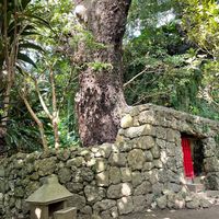 歴史散歩vol.7　首里金城の大アカギ