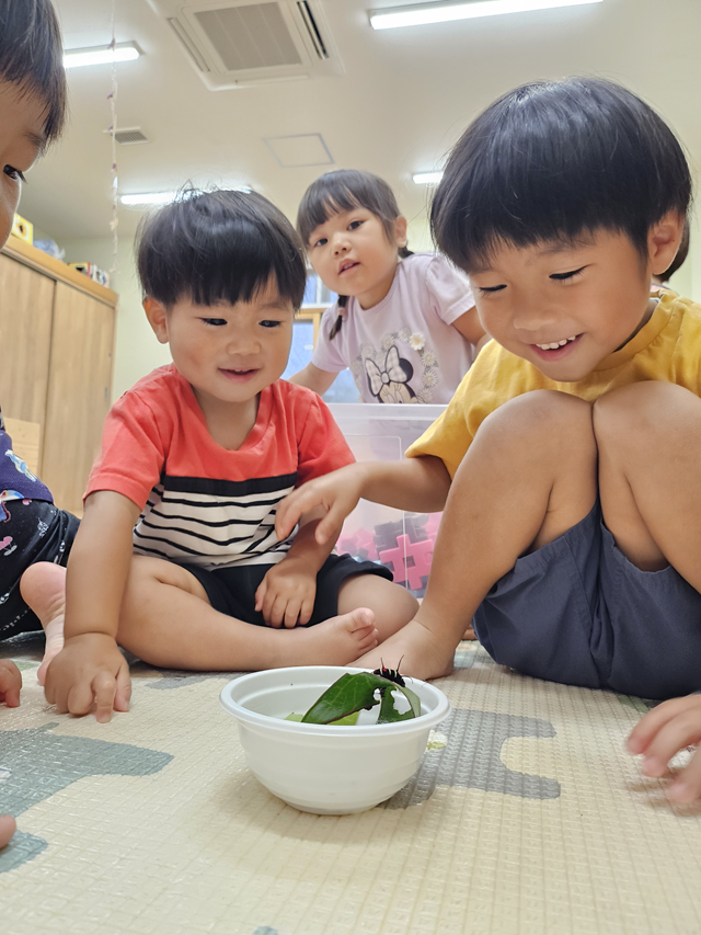 オオゴマダラの幼虫【虫が苦手な方はご注意ください】