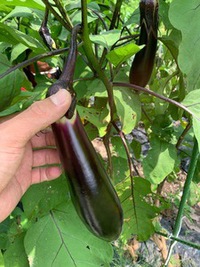 　茄子