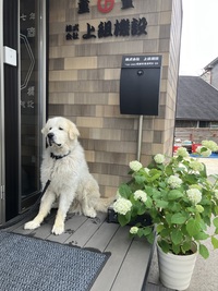 アナベルが白く色づき始めました。上組の看板犬トップ君です。
