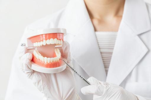 歯の模型を持つ歯科衛生士
