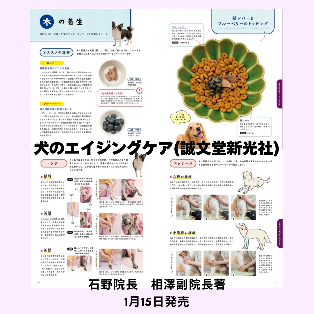 犬のエイジングケア