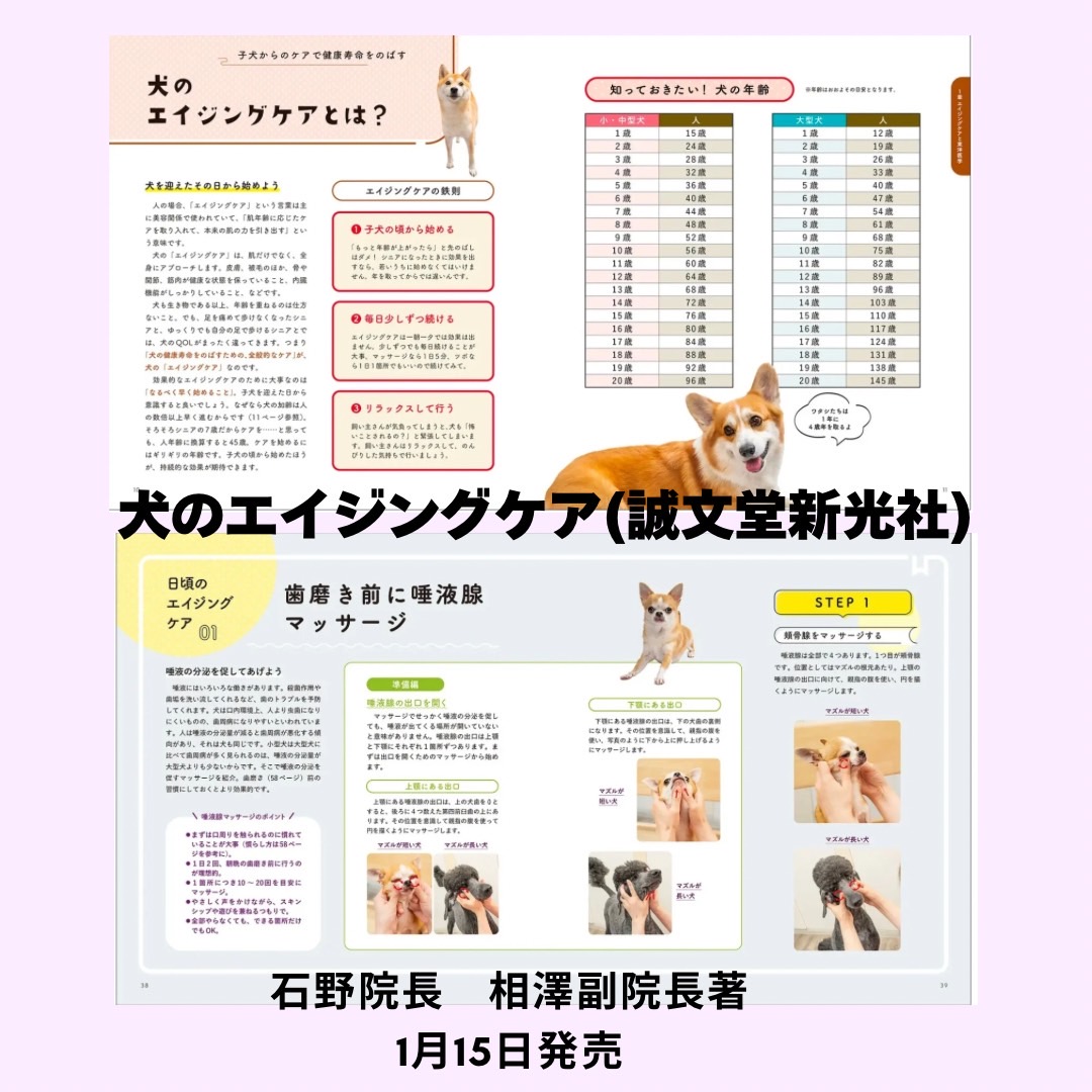 犬のエイジングケア