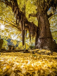 11月の定休日です