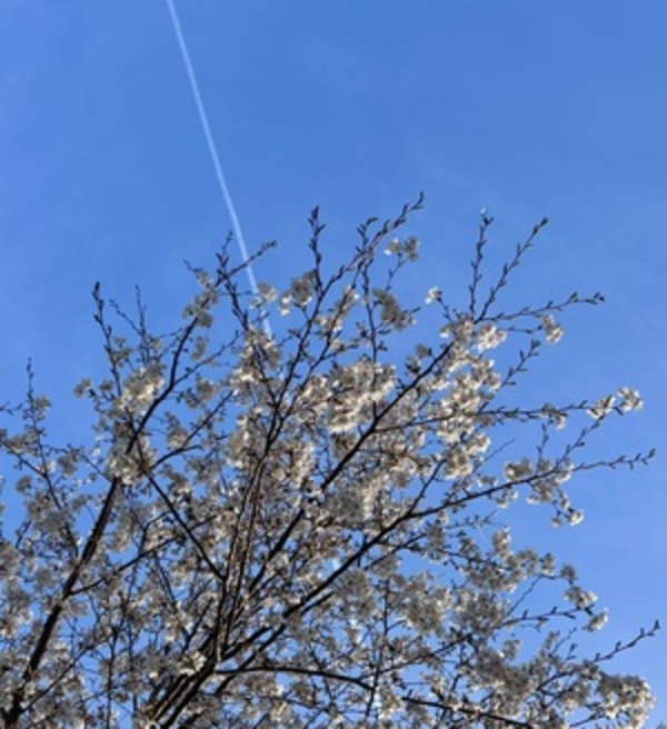 さくら満開！新年度が始まりました！