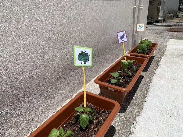 夏野菜植え付け