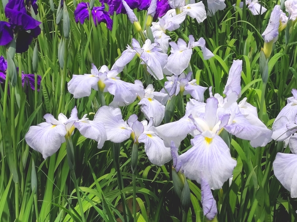 『定額減税』~①給与所得者編