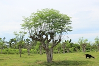 海外に自生するモリンガの木