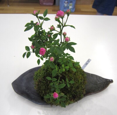 6月18日、苔玉づくりを楽しみます