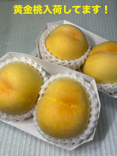 黄金桃が入荷しました！