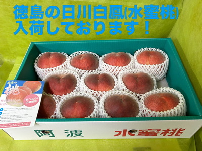 徳島の日川白鳳が入荷しております！