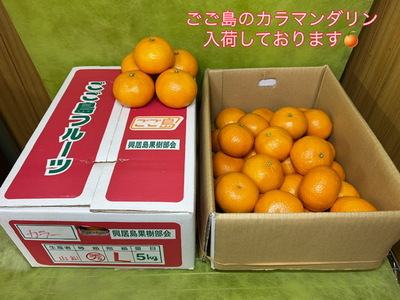 ごご島のカラマンダンリン入荷しました！