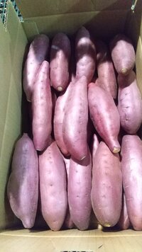 野菜部門からのお便り