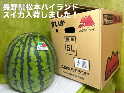 長野県のスイカ（松本ハイランド）入荷しました！