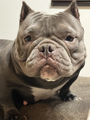 CBO Kennel｜アメリカンブリー・エキゾチックブリー・フレンチブルの