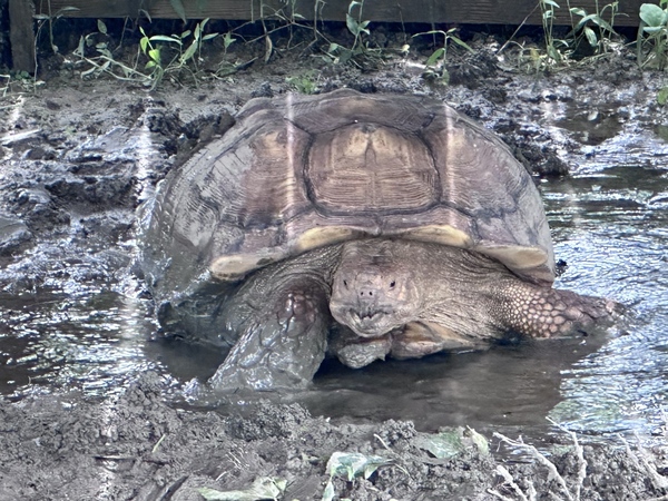 カメさんのご紹介