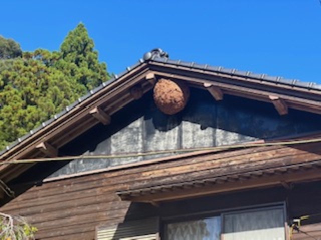 蜂の巣駆除の画像