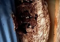 蜂の巣駆除の画像