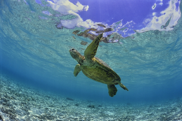 石垣島 4days  Adventure！幻の島でウミガメと一緒に泳ごう