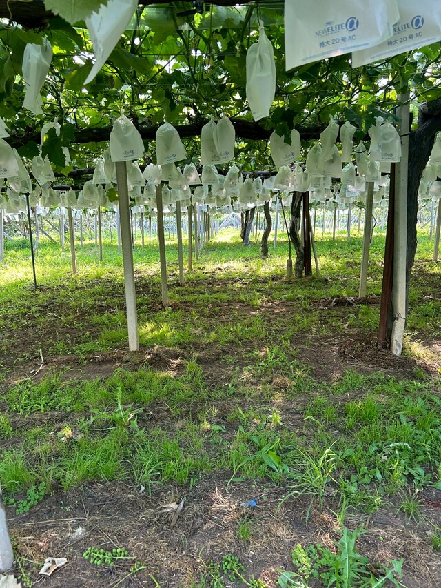 今年も元気、、、