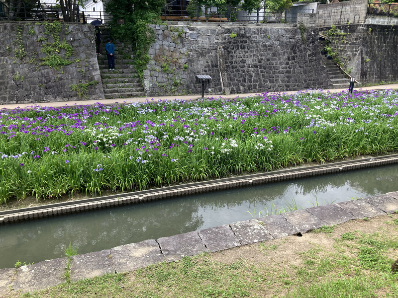 高瀬裏川　花しょうぶ見学