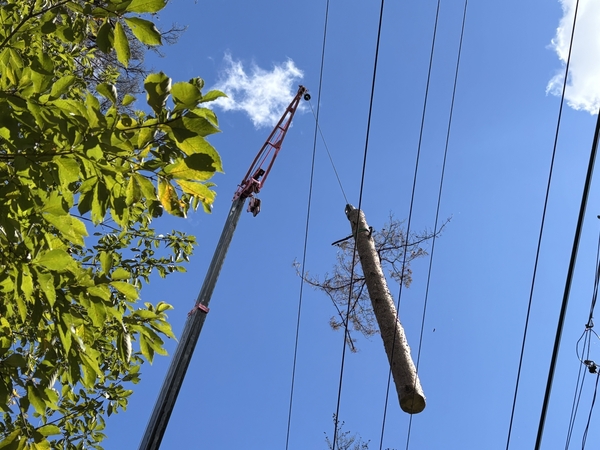 【ライフライン事業部】電気通信設備の支障木伐採について