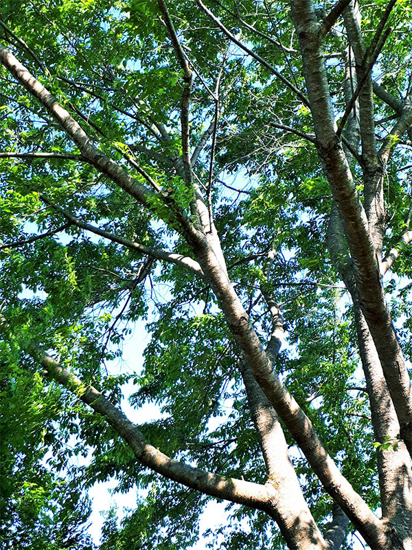 【フォレスト事業部】間伐作業で森が明るくなりました