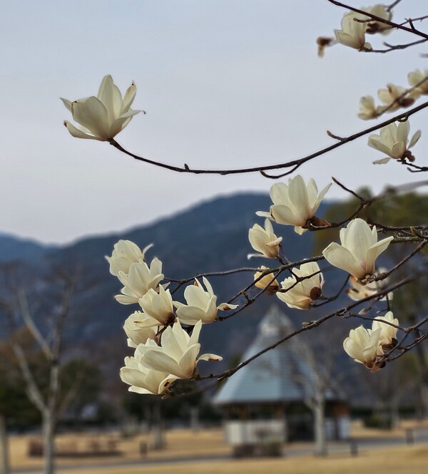 木蓮の花見頃です
