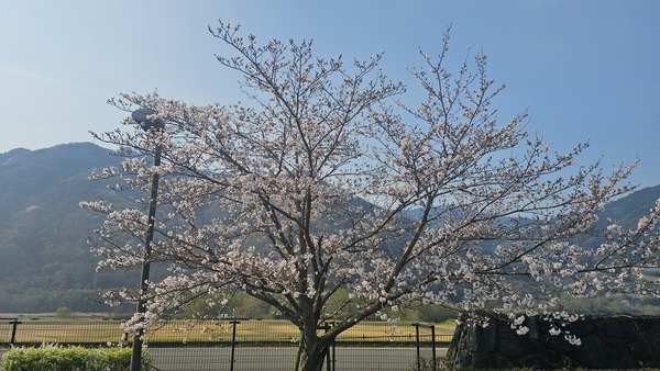 桜が咲きました
