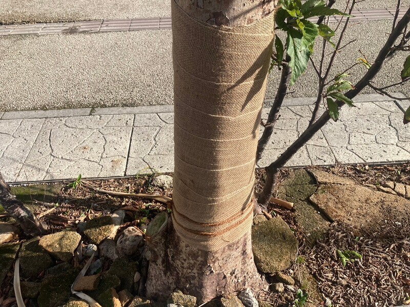 那覇市　植栽復旧