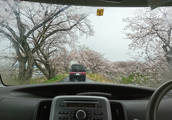 お花見ドライブ