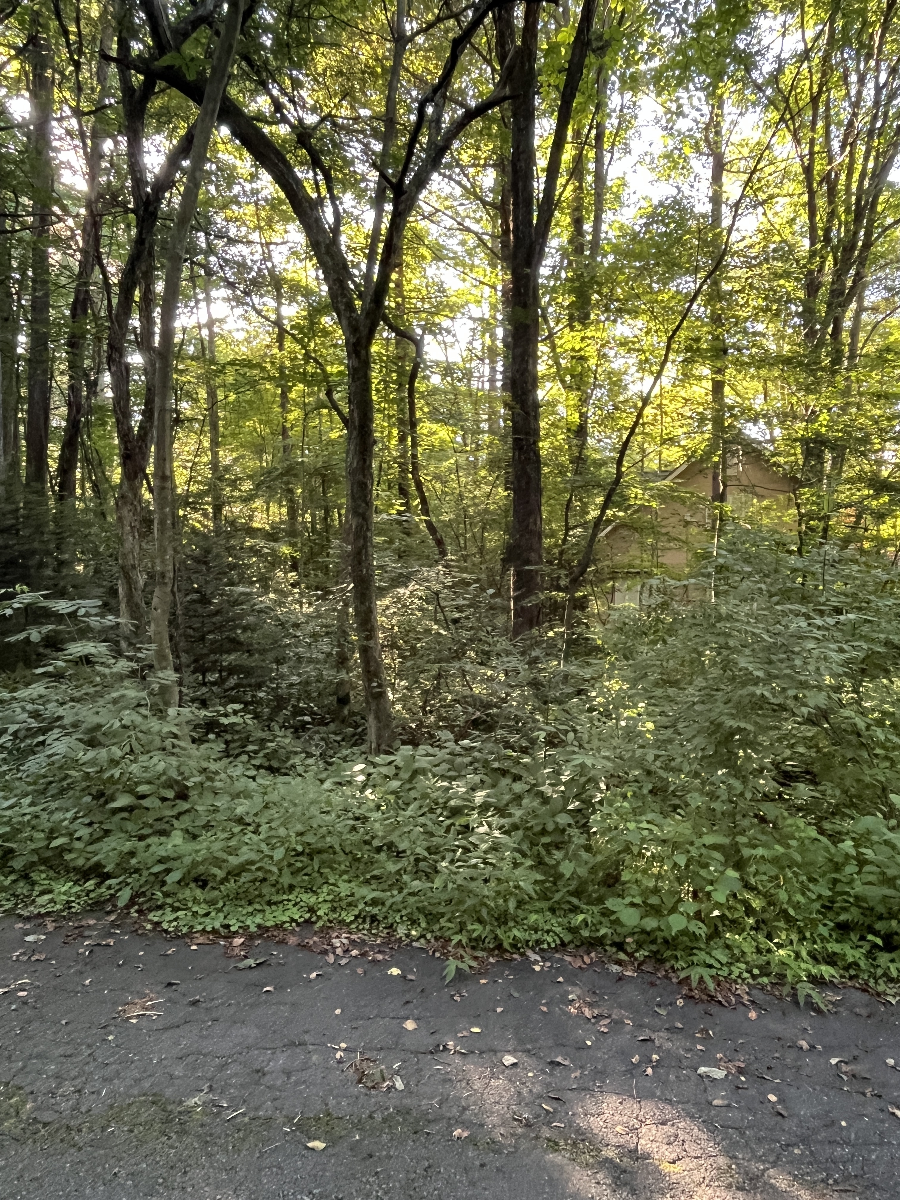 王領地の森別荘地　東南角地　250万円