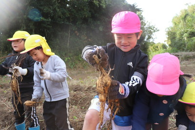 R7.12.3　いも掘り