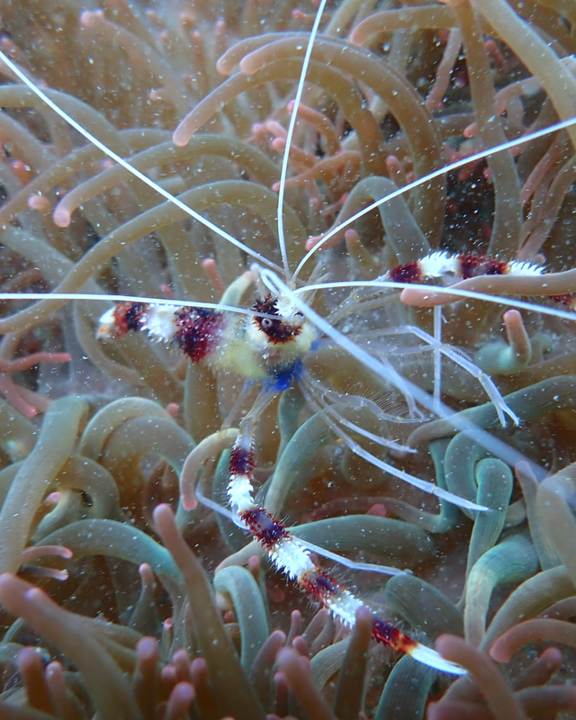 千葉県館山市の陸続きの島・沖ノ島周辺のダイビングポイントが今、激熱な理由