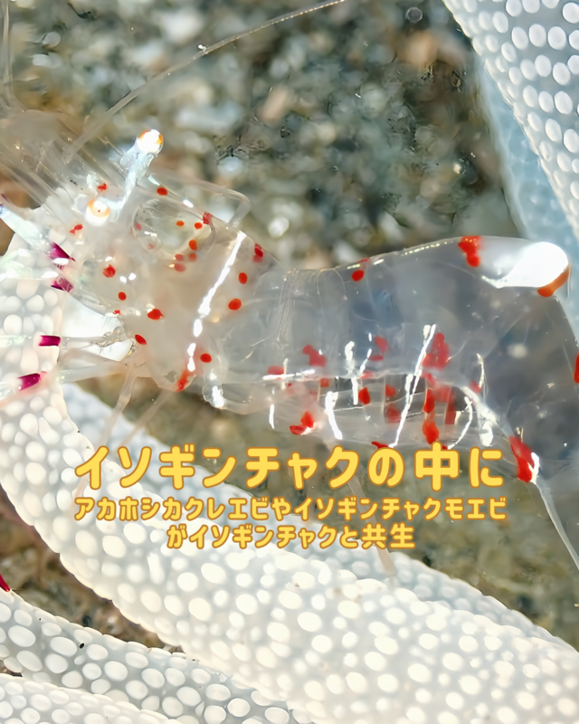 秋の館山・沖ノ島で楽しむファンダイブ｜マクロ生物・ウミウシ・甲殻類を徹底解説するダイビング体験
