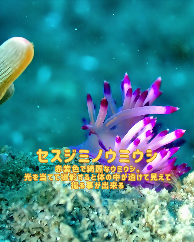 千葉県館山市の冬の黒根は“マクロの楽園”｜沖ノ島ダイビングサービスマリンスノーが冬のファンダイブをおすすめする理由【黒根編②】