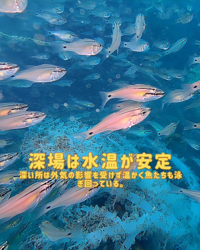 【冬の沖ノ島沈船は“青・群れ・迫力”が最高潮】沖ノ島ダイビングサービスマリンスノーが冬のファンダイブをおすすめする理由①｜沈船編（ワイド）