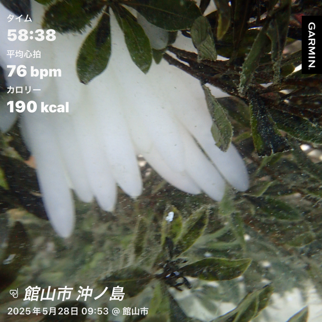 透明度5mの海で魚いっぱい！癒しのシュノーケリング体験＠沖ノ島（館山）｜2025年5月28日