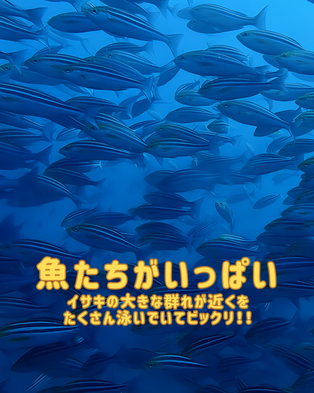 秋がファンダイビングに最適な理由を徹底解説｜千葉県館山市の沖ノ島で体験する秋のダイビングの魅力