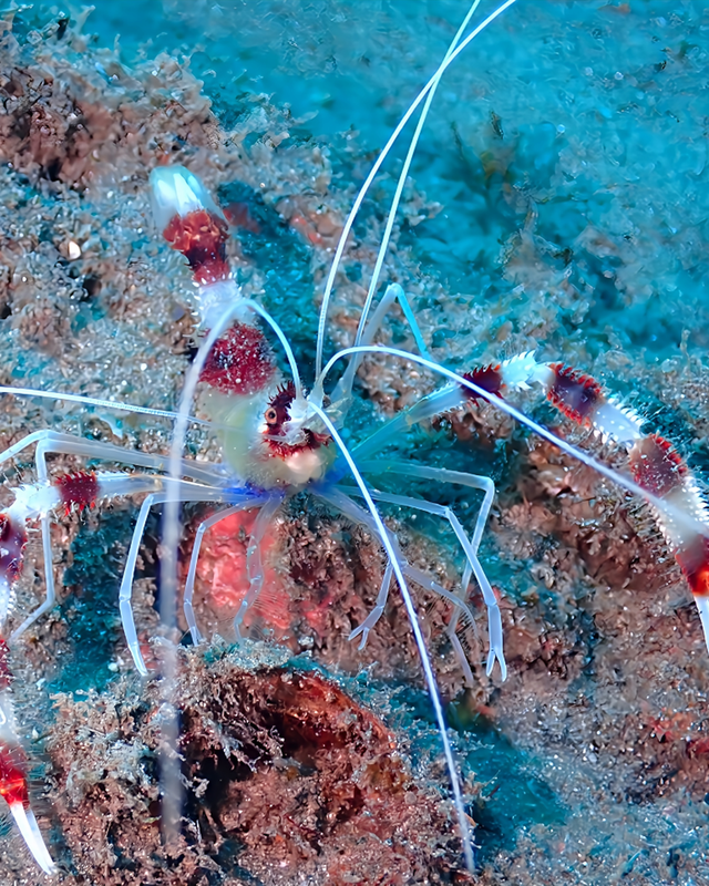 【冬の沖ノ島は透明度30m級の青い世界】千葉県館山市の沖ノ島周辺ボートポイントが“おさかなパラダイス”になる理由|沖ノ島ダイビングサービスマリンスノー