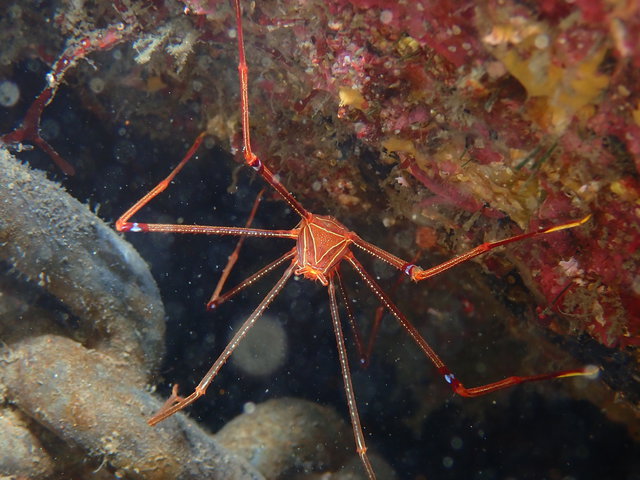沖ノ島沈船＆黒根でファンダイブ｜千葉県館山市の沖ノ島ダイビングサービスマリンスノー