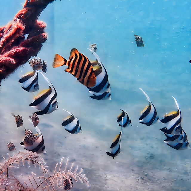 遠浅で視界が広く、初心者でも安心して楽しめる沖ノ島の海。初めてのダイビングやシュノーケリングでも、魚との距離の近さを実感できます。