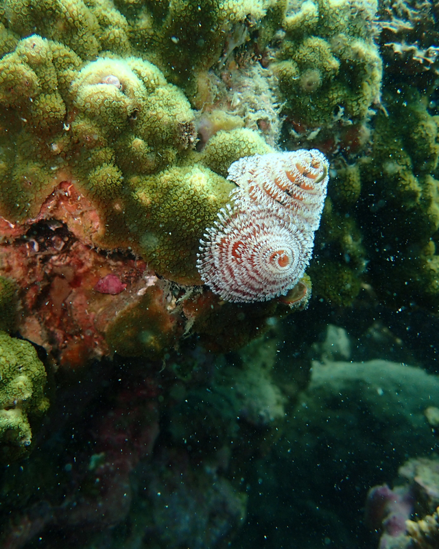 秋の千葉県館山市・沖ノ島ボートダイビング特集|透明度抜群の海と色とりどりの魚たちが魅せる秋の海中世界