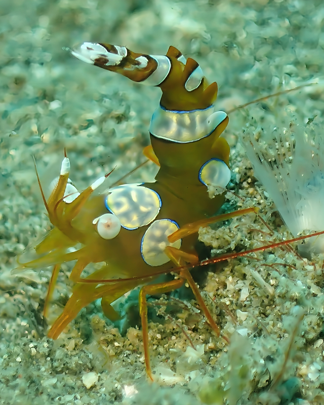 冬の千葉県館山市・沖ノ島周辺のボートポイント 沖ノ島沈船は“ワイドからマクロまで全部見れる”冬限定のスペシャルダイブ