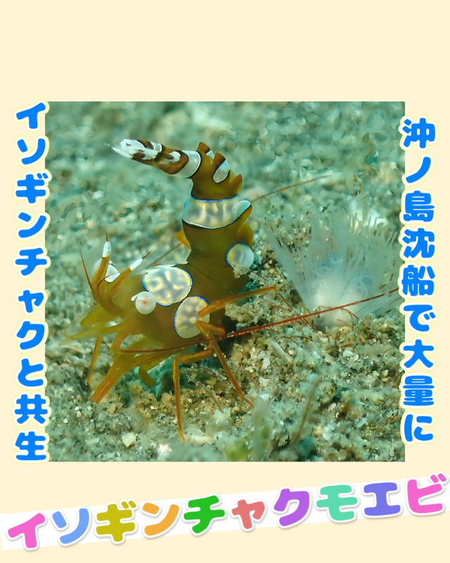 千葉県館山市・沖ノ島の沖に広がる“魚が賑わう海”を潜る｜魚影・透明度・魅力が詰まったダイビングポイント徹底紹介