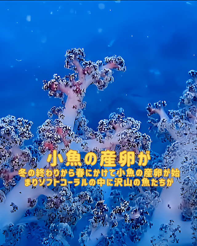 【冬の沖ノ島沈船は“青・群れ・迫力”が最高潮】沖ノ島ダイビングサービスマリンスノーが冬のファンダイブをおすすめする理由①｜沈船編（ワイド）